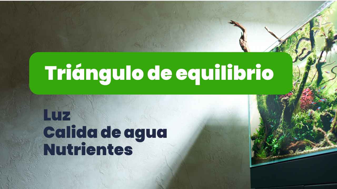 El Triángulo del Crecimiento de Acuaworld.